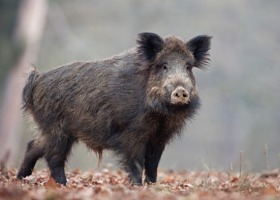 Potwierdzono drugi przypadek ASF w lubuskiem. Skażony obszar ogrodzony