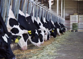 Jak rozpoznawać, zapobiegać i leczyć choroby racic u krów mlecznych?