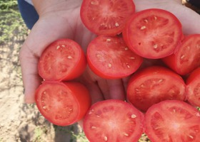 Pomidory full flash (niekapiące) - przegląd odmian