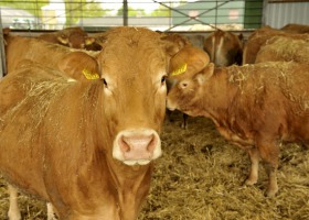 Utrzymanie bydła mięsnego - uwięziowe czy wolnostanowiskowe?