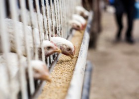 Dramat na rynku drobiu - hodowcy mówią o utylizacji zwierząt
