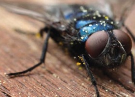 Biomucha - sprawdzowy sposób na muchy w pomieszczeniach inwentarskich