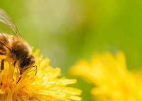 Miodowy poradnik - "Kochajmy pszczoły, kochajmy miód"