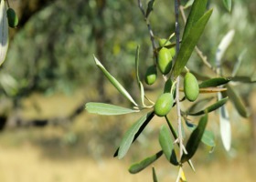Kryzys COVID-19 zadaje kolejny cios europejskiemu sektorowi oliwy z oliwek