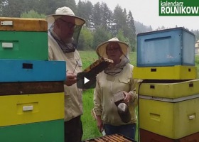 "Z kamerą w pasiece" Przegląd pszczół i kilka ciekawostek prosto z ula