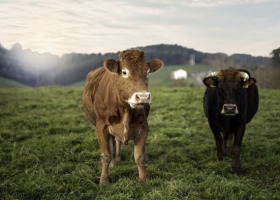800 tys. zł na rozwój bydła ekologicznego od Carrefour
