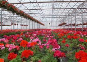 Sektor kwiatów i roślin żywych o skutkach kryzysu COVID-19