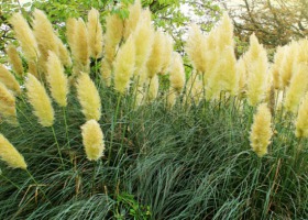 Trawa pampasowa - najlepsza dekoracja ogrodu