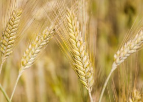 GK GPW rozszerza ofertę produktową na giełdowym rynku rolnym