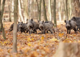 Nie ma polowań zbiorowych, a dzików coraz więcej